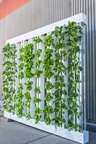 vertical slotted growing tubes for leafy green vegetables