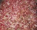 color photo of little plants