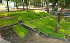 Microgreens