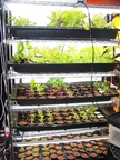 Lighted growing rack with small plants.