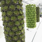 green plants arrayed on cylindrical system with nutrition from inside.