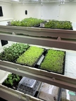 enclosed shelving unit with automated controls and trays of growing plants