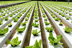horizontal channels with leafy green plants.