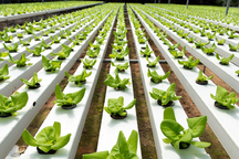 horizontal channels with leafy green plants.